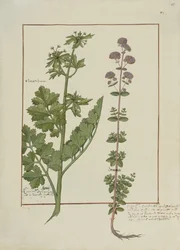 Illustration aus dem Buch der einfachen Medizin von Mattheaus Platearius, ca. 1470